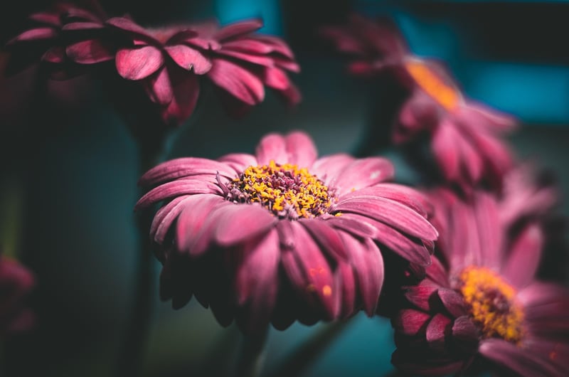 Daisy
